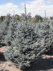 Colorado Spruce